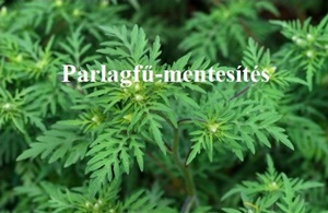 Tájékoztató parlagfű- mentesítéssel kapcsolatban